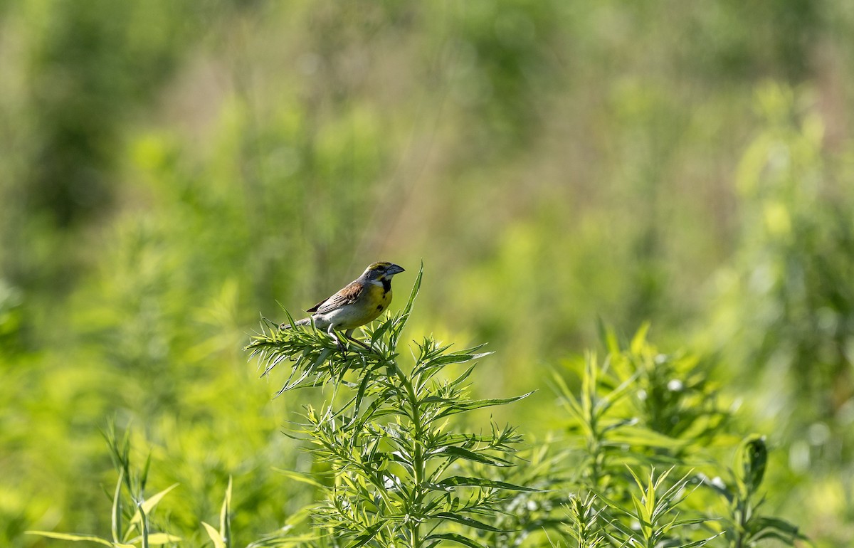 Dickcissel - ML620872901