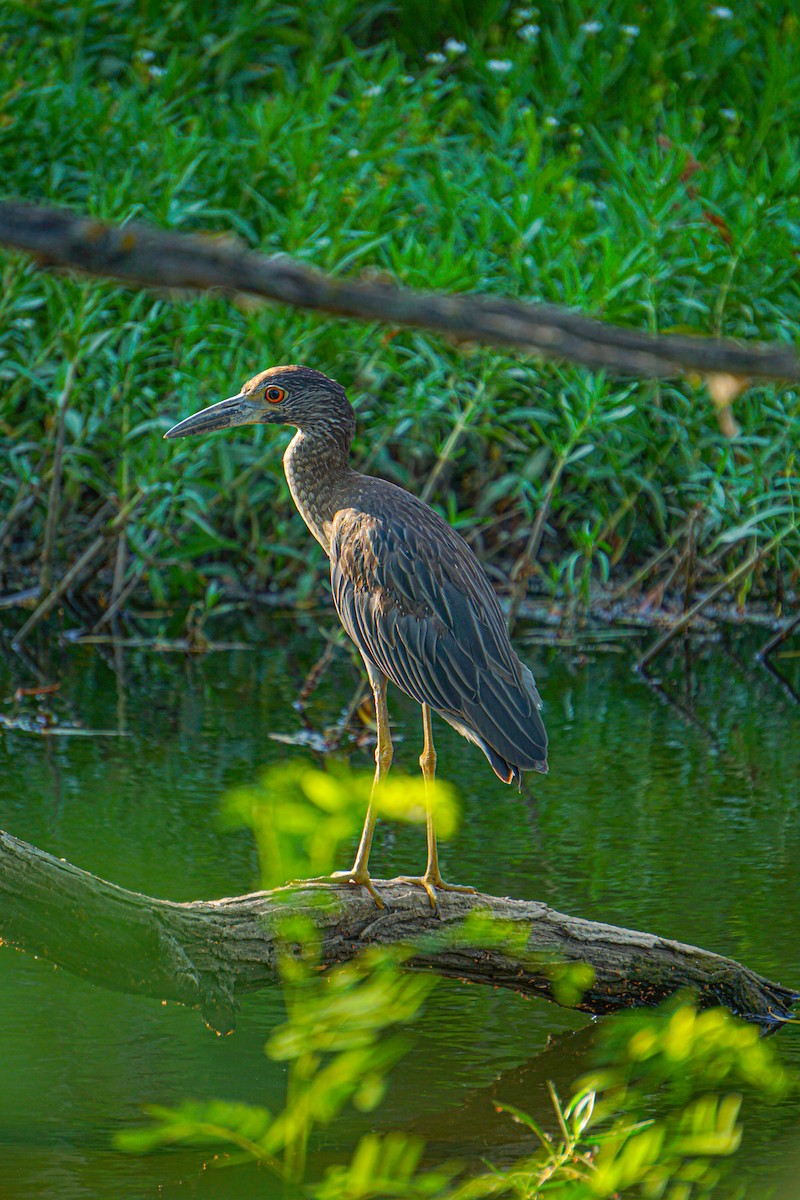 Yellow-crowned Night Heron - ML620872902