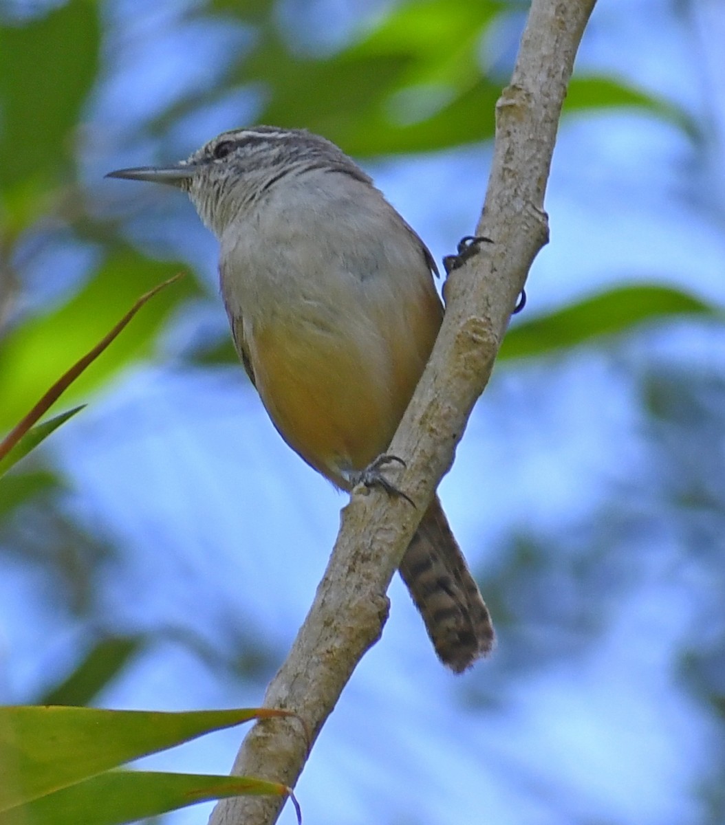 Cabanis's Wren - ML620872905