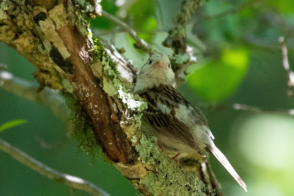 Chipping Sparrow - ML620872906