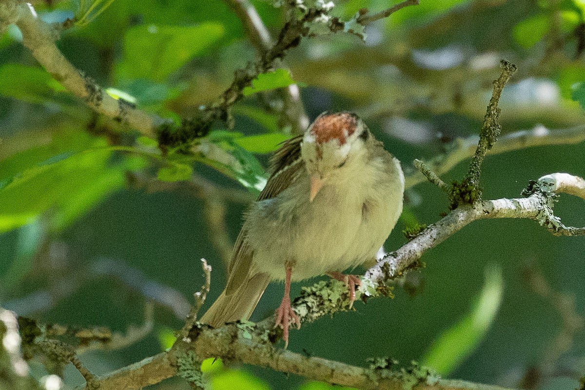Chipping Sparrow - ML620872908