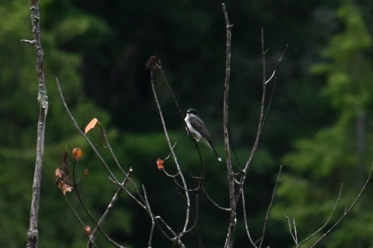 Eastern Kingbird - ML620872916