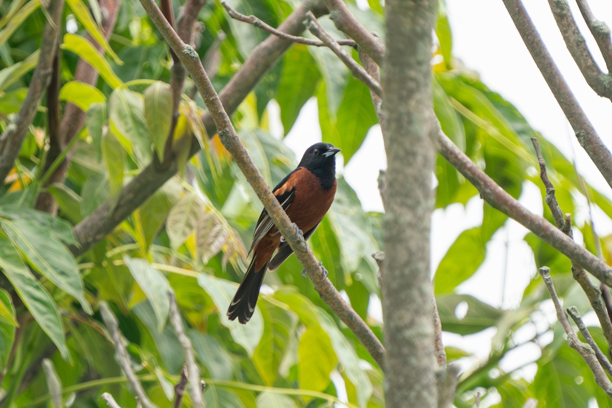 Orchard Oriole - ML620872917