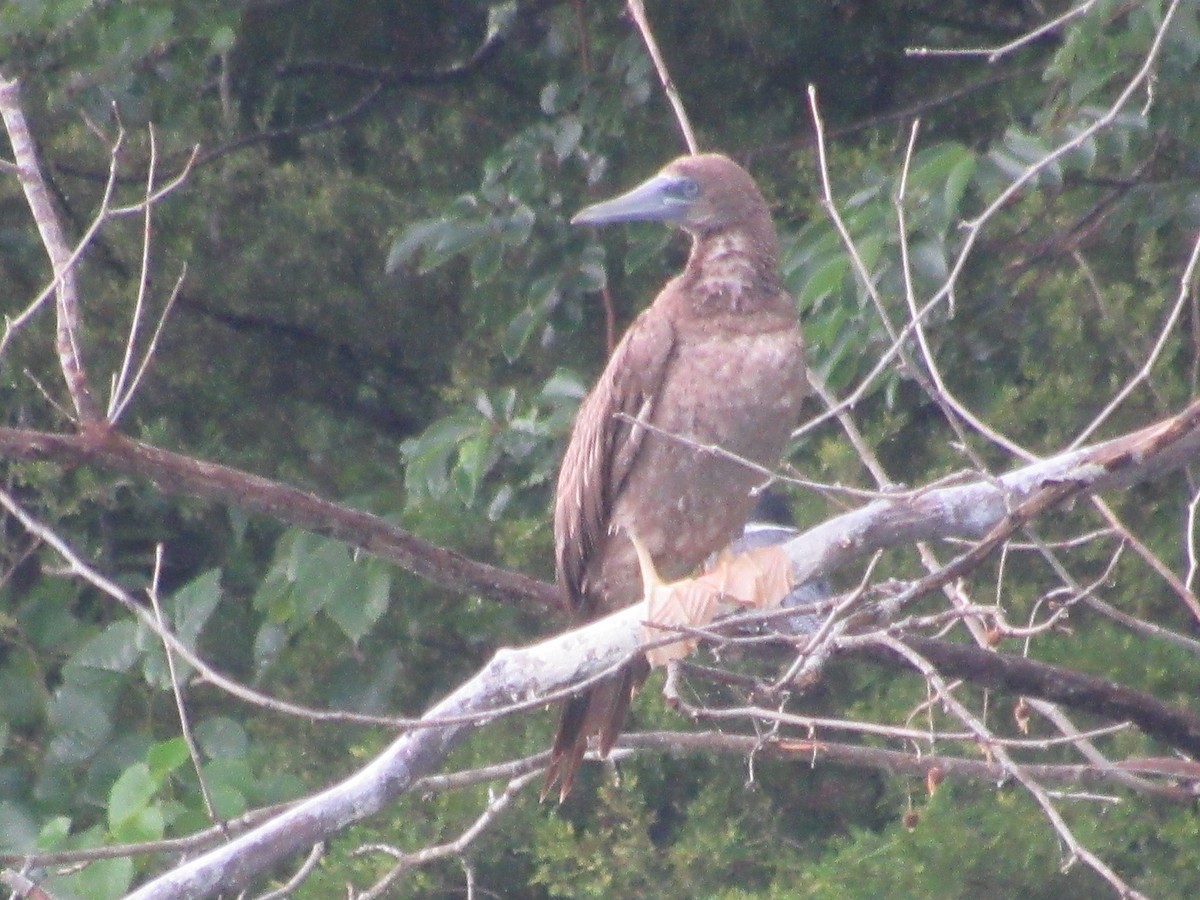 Brown Booby - ML620872920