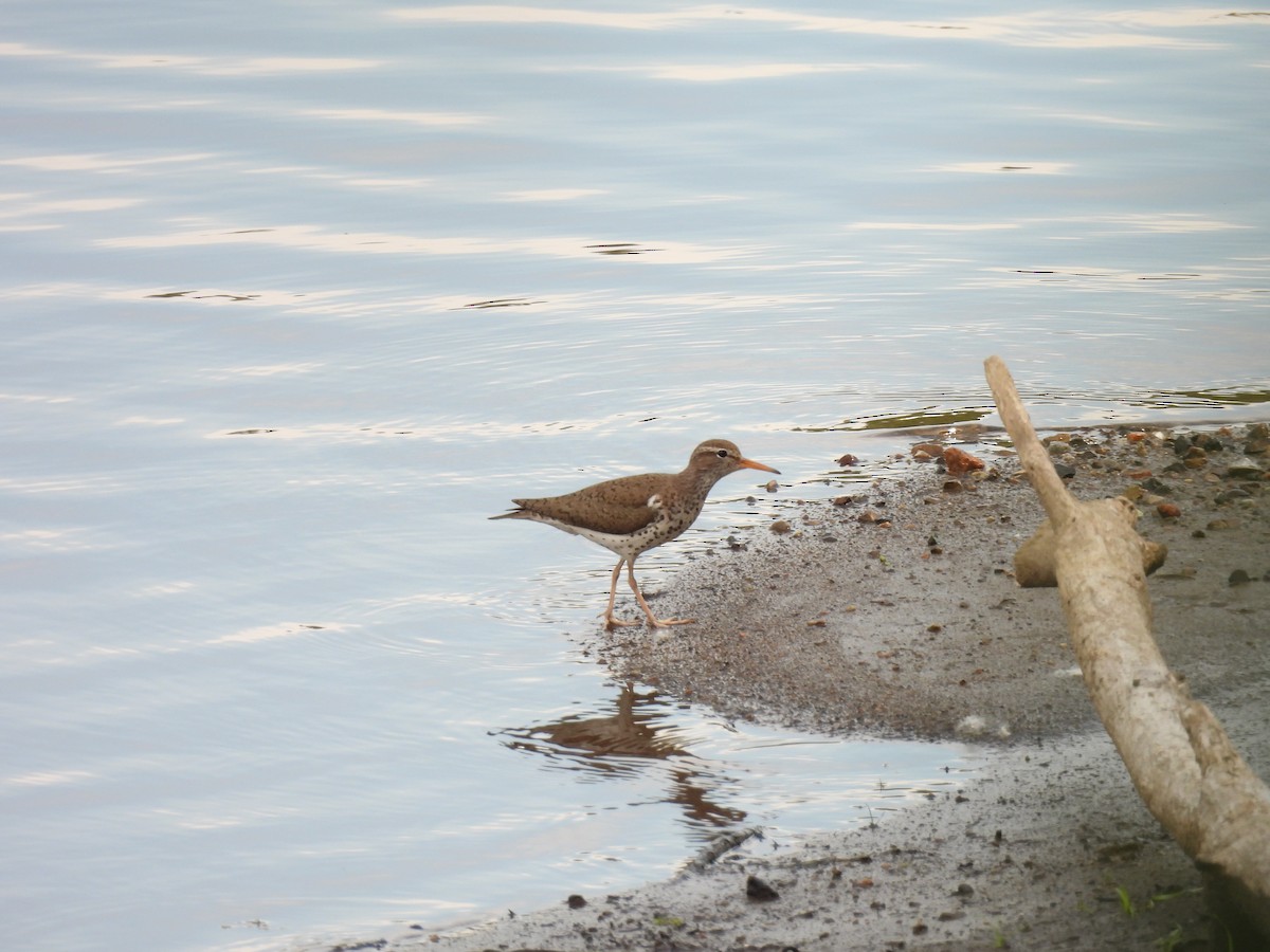 Spotted Sandpiper - Olivier Renaud