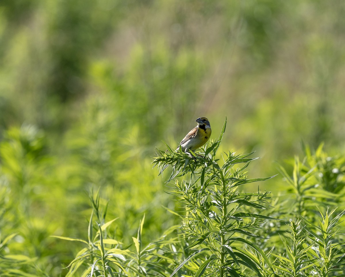 Dickcissel - ML620872923