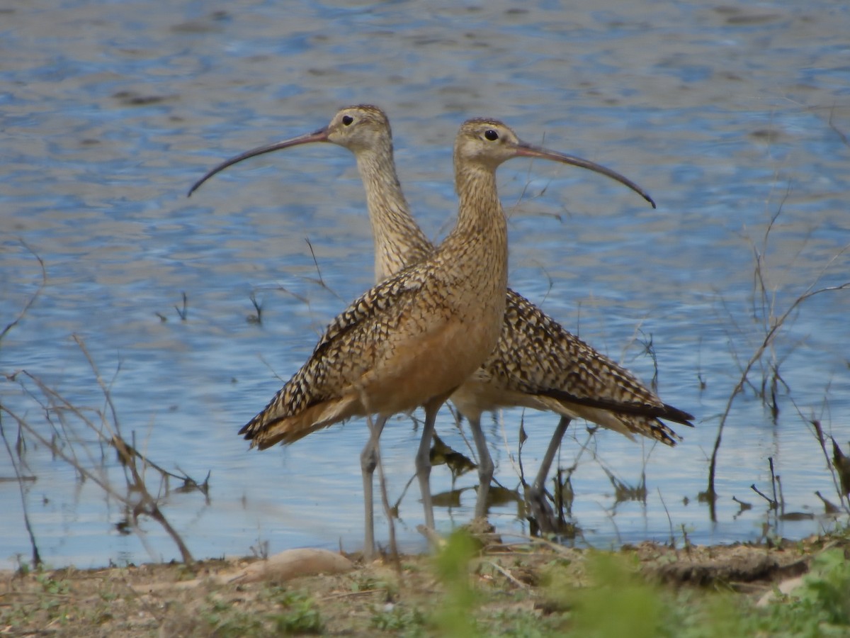 Long-billed Curlew - ML620872926