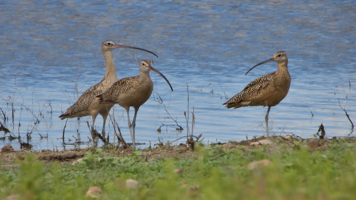 Long-billed Curlew - ML620872927