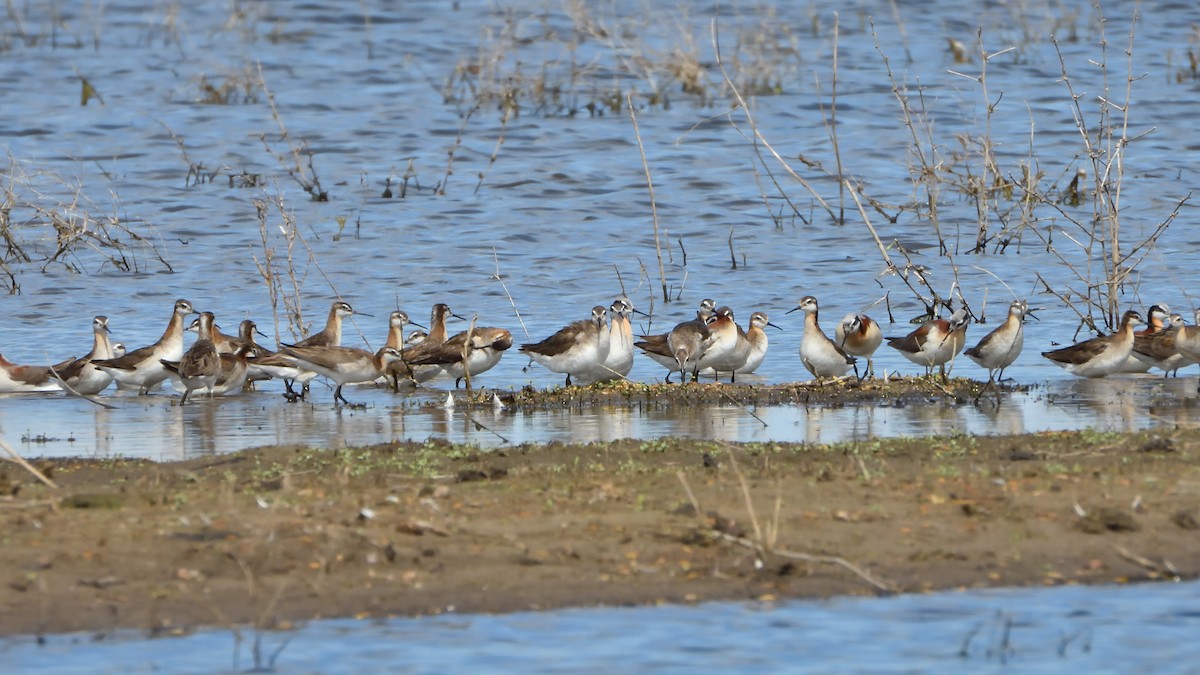 Wilson's Phalarope - ML620872928