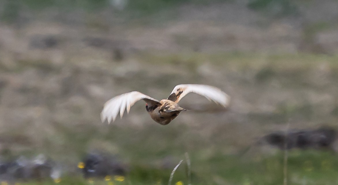 Rock Ptarmigan - ML620872938