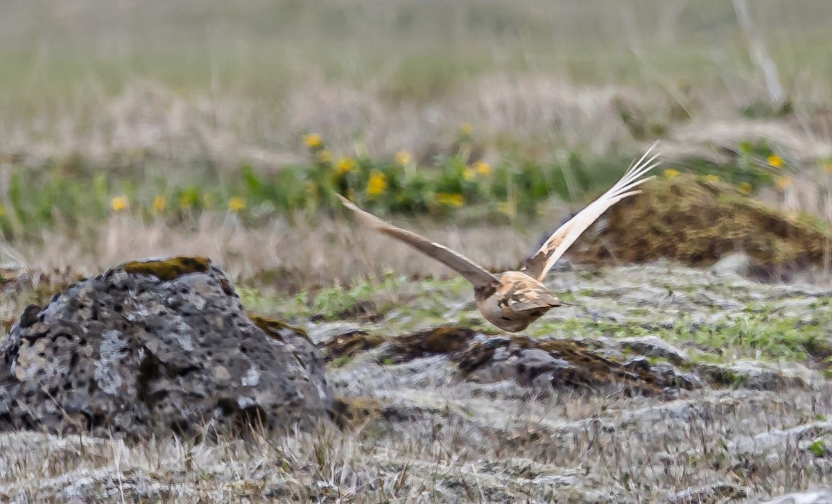 Rock Ptarmigan - ML620872939