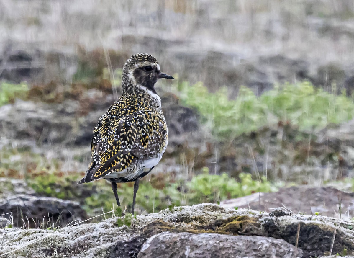 European Golden-Plover - Robert Bochenek