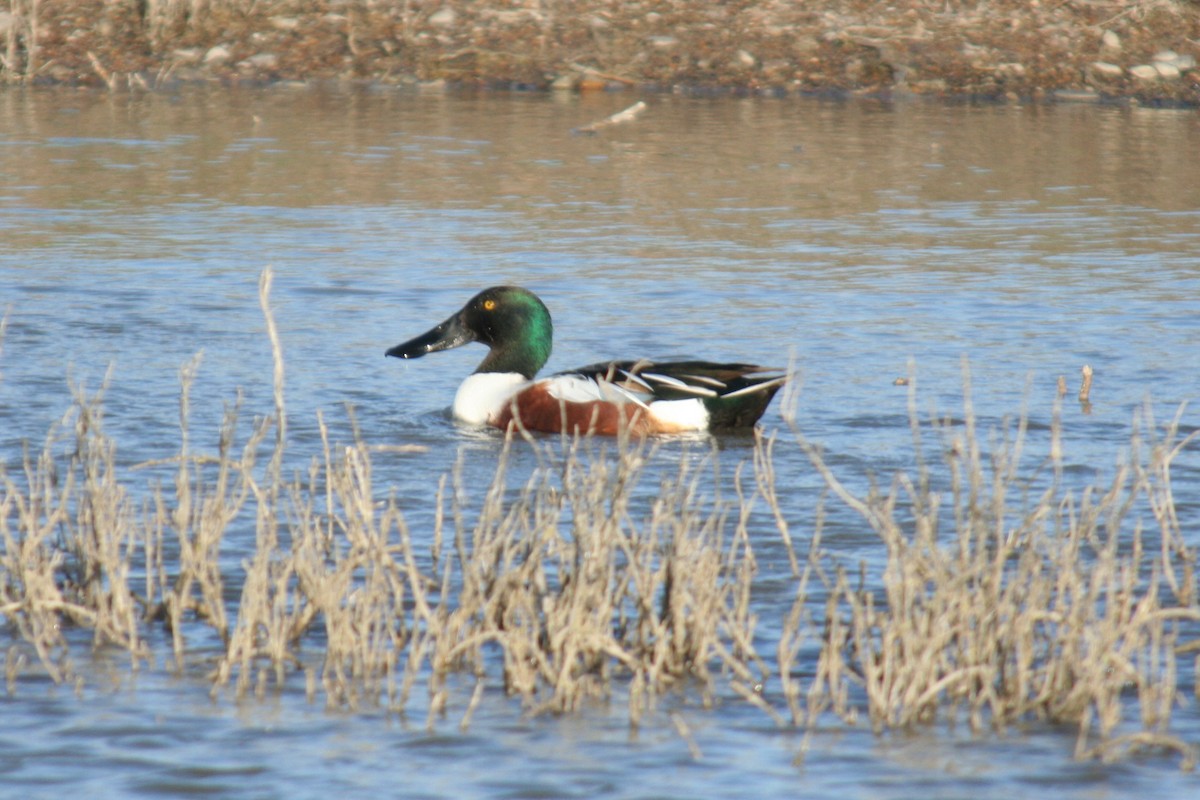 Northern Shoveler - ML620872967