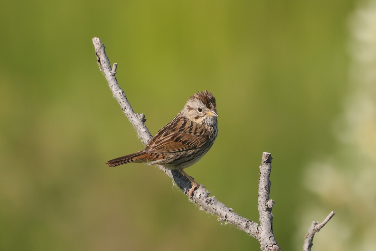 Lincoln's Sparrow - ML620872975