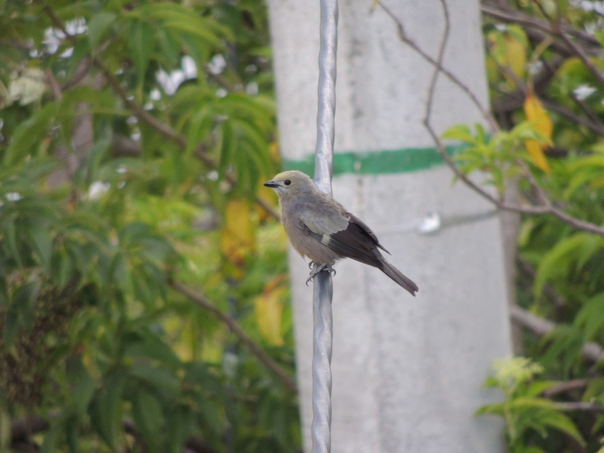 Palm Tanager - ML620872977