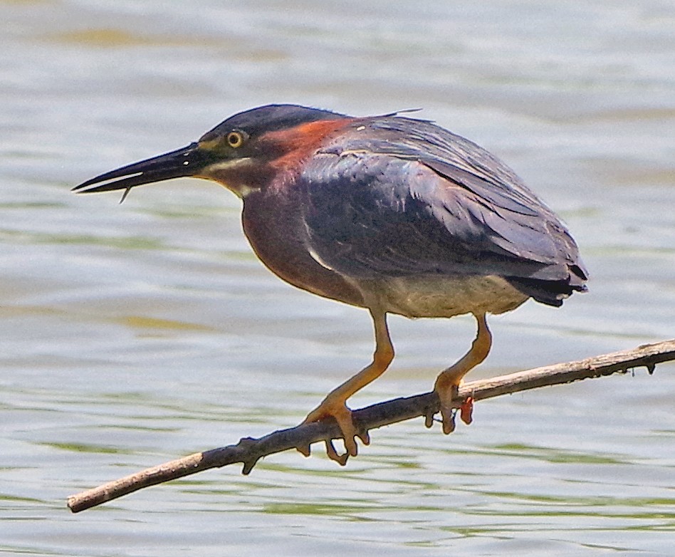 Green Heron - ML620872979