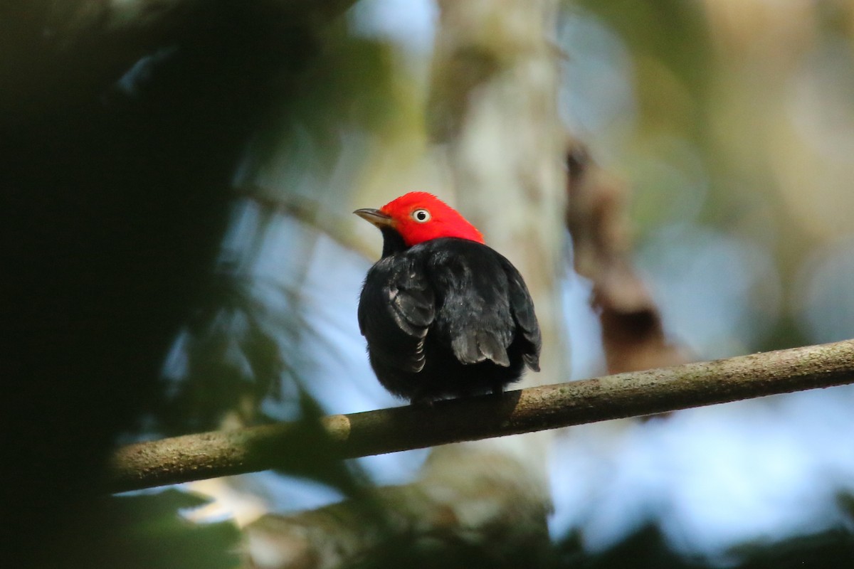 Red-capped Manakin - ML620872984