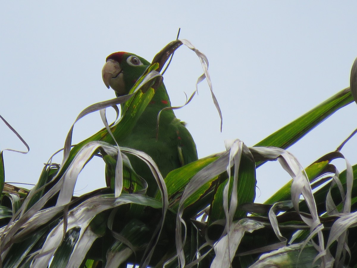 Mitred Parakeet - ML620872995