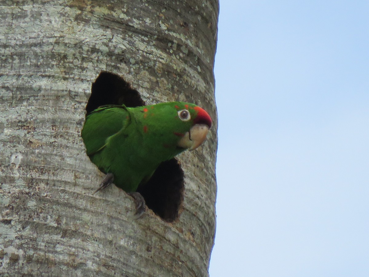 Mitred Parakeet - ML620872996