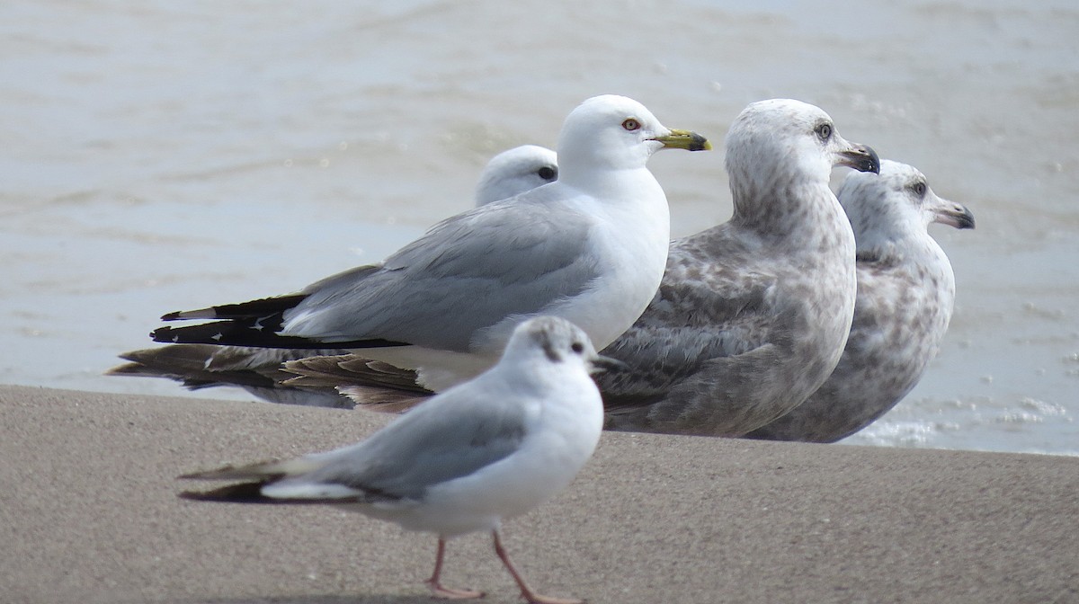 Gaviota Argéntea - ML620873001