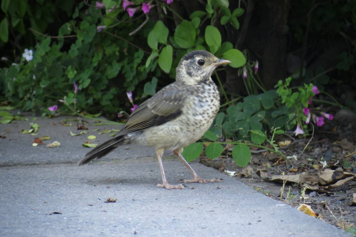 Austral Thrush - ML620873005