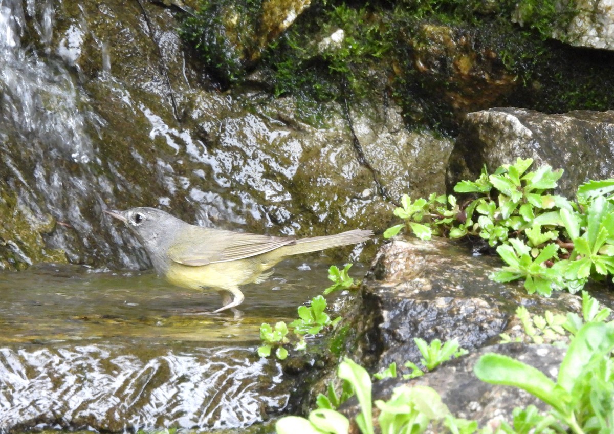 MacGillivray's Warbler - ML620873007