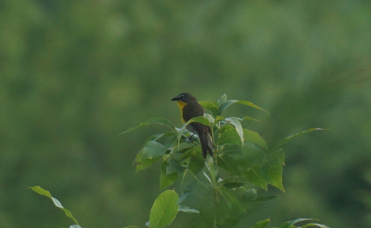 Yellow-breasted Chat - ML620873008