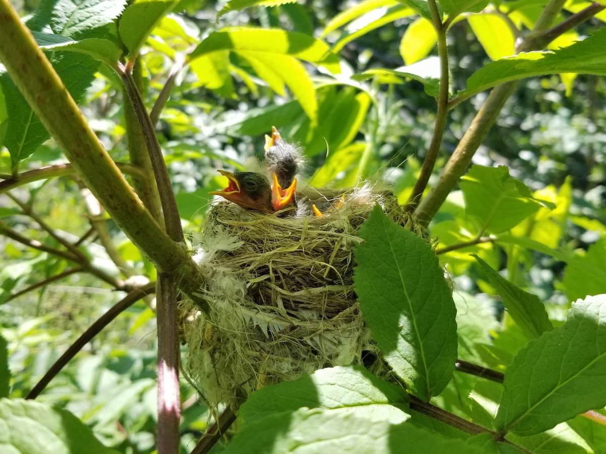 Yellow Warbler - ML620873009