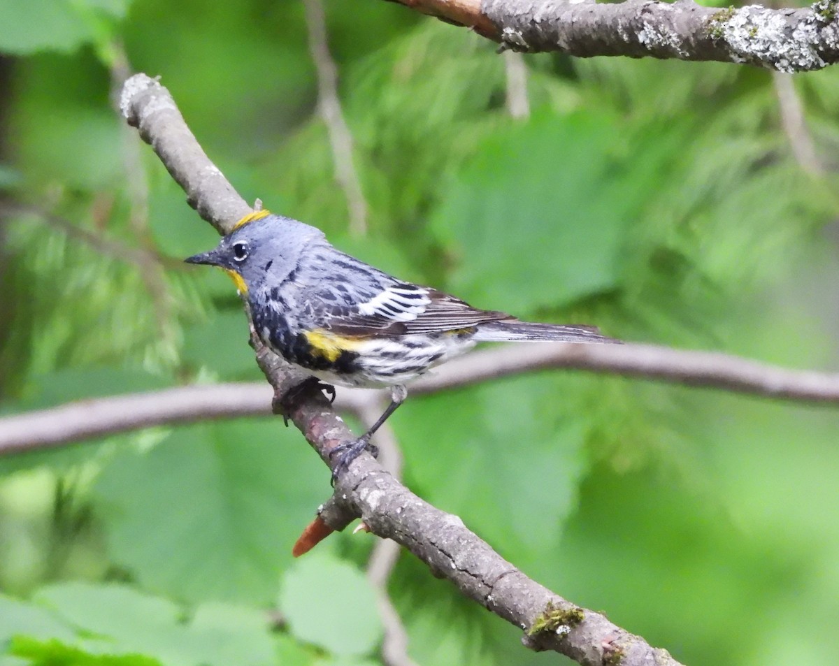 Yellow-rumped Warbler - ML620873012