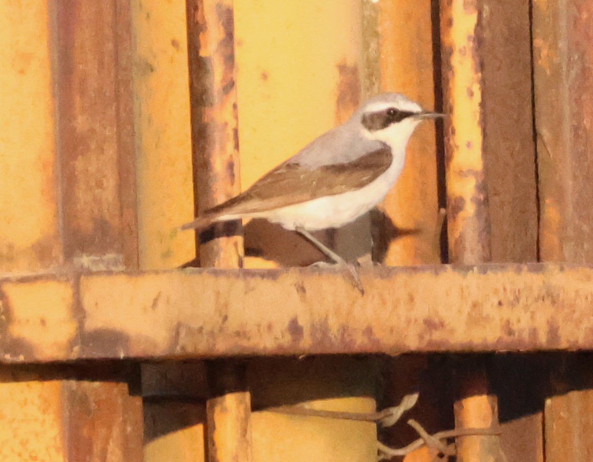 Northern Wheatear - Murray DELAHOY