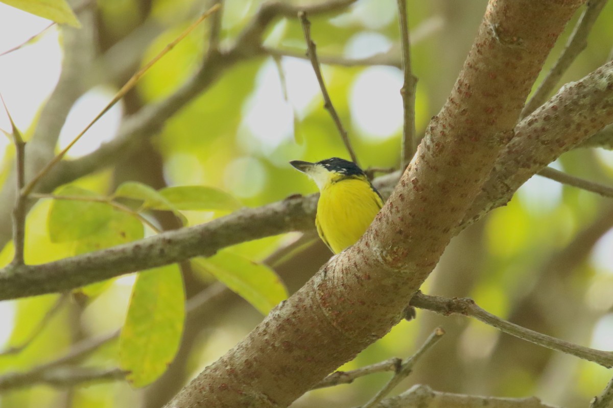 Black-headed Tody-Flycatcher - ML620873019