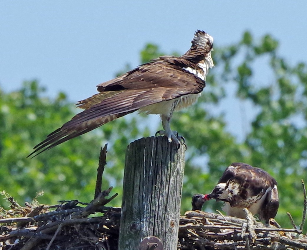 Osprey - ML620873024