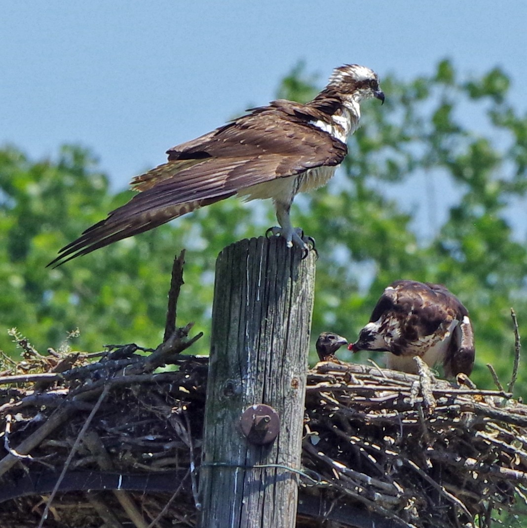 Osprey - ML620873025