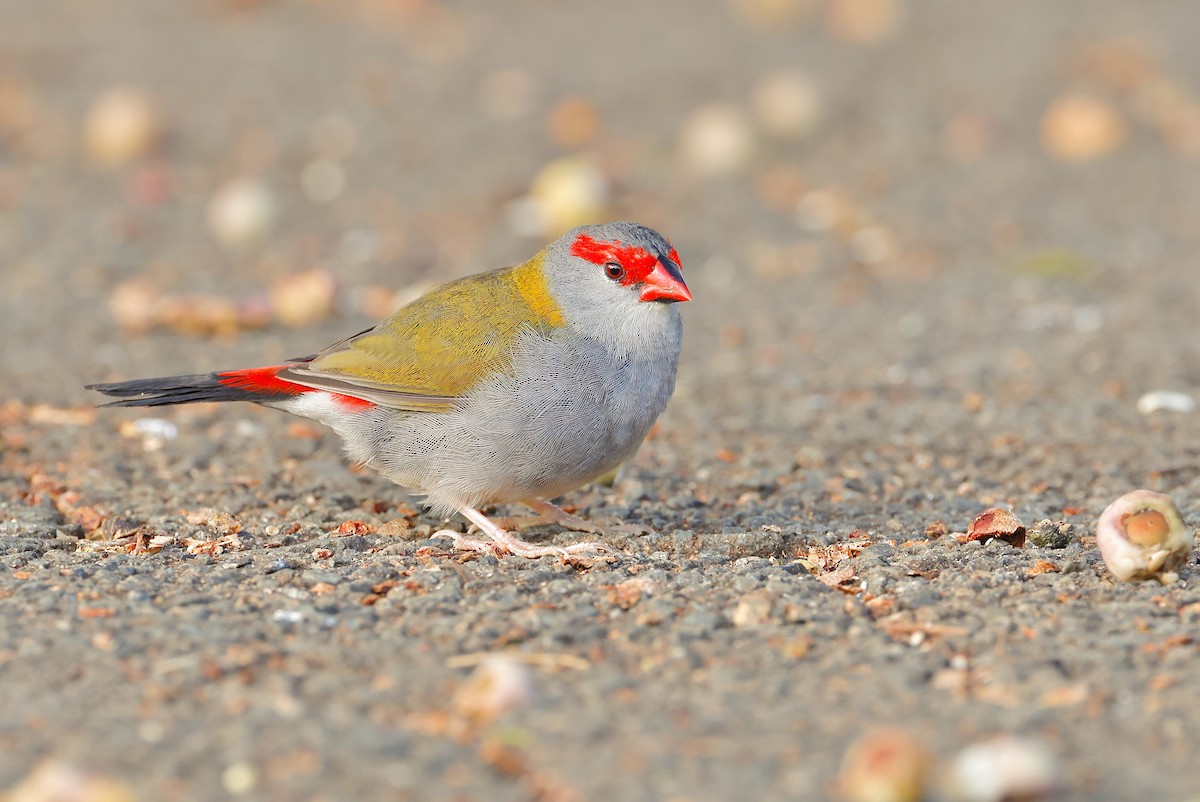 Red-browed Firetail - ML620873028