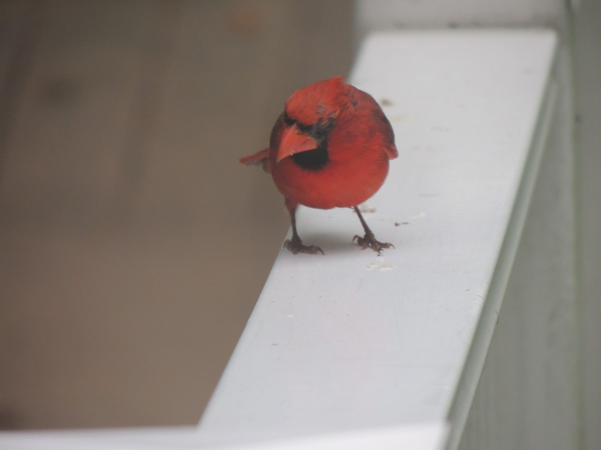 Cardinal rouge - ML620873033