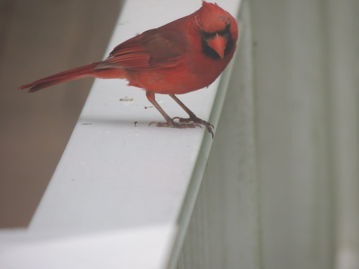 Northern Cardinal - ML620873034