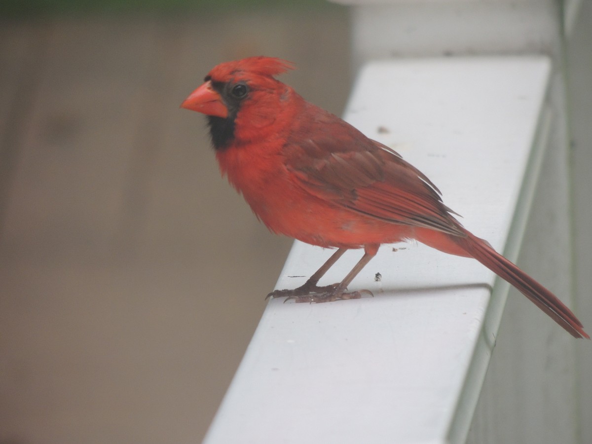 Northern Cardinal - ML620873035