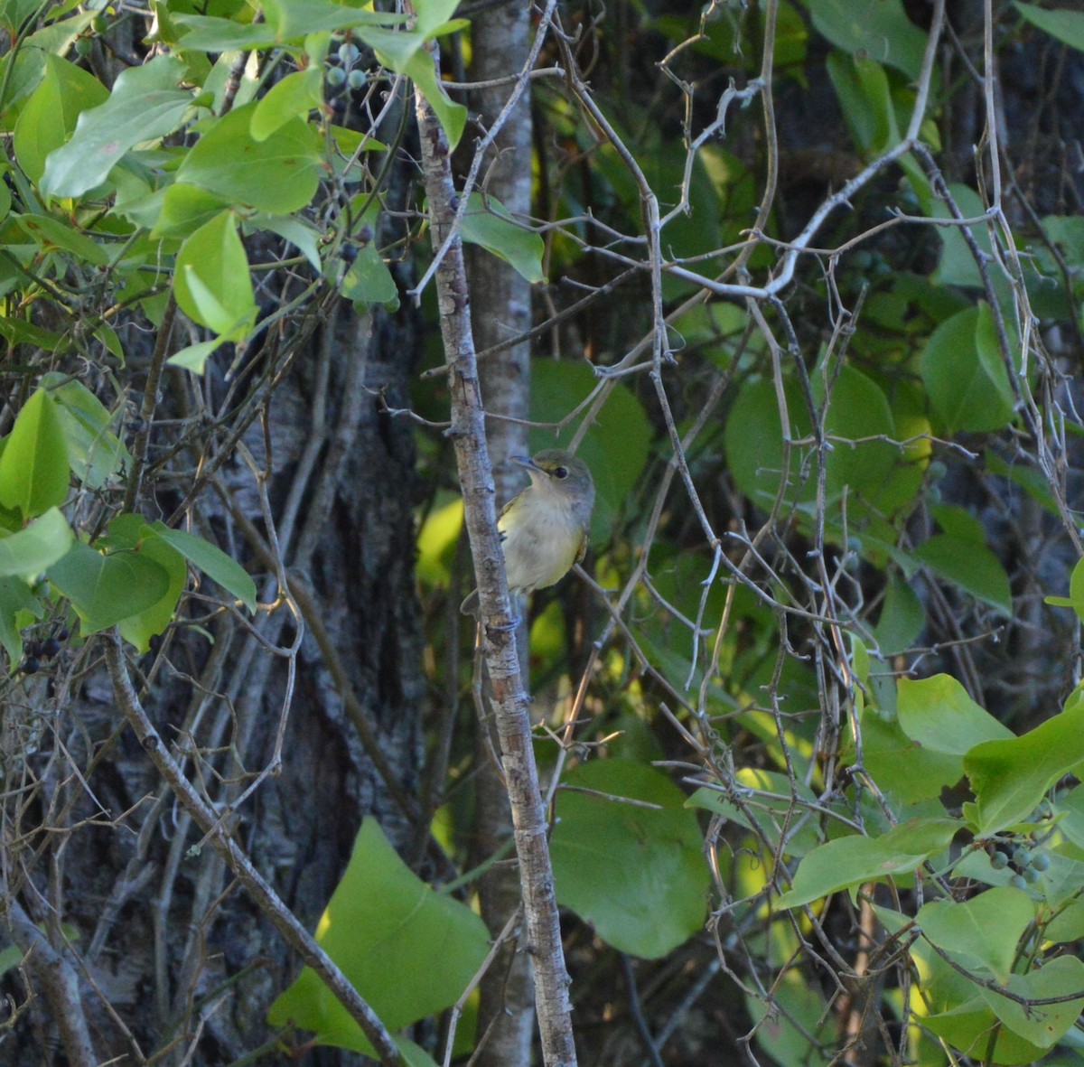 White-eyed Vireo - ML620873038