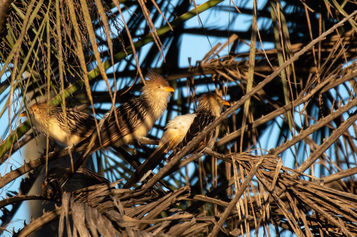 Guira Cuckoo - ML620873045