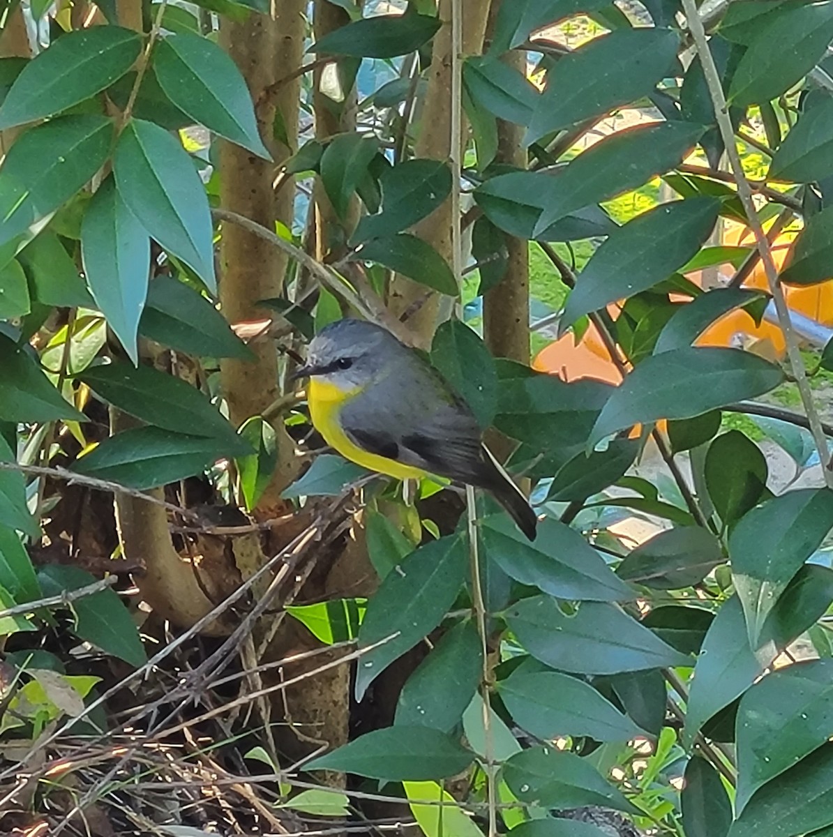 Eastern Yellow Robin - ML620873048