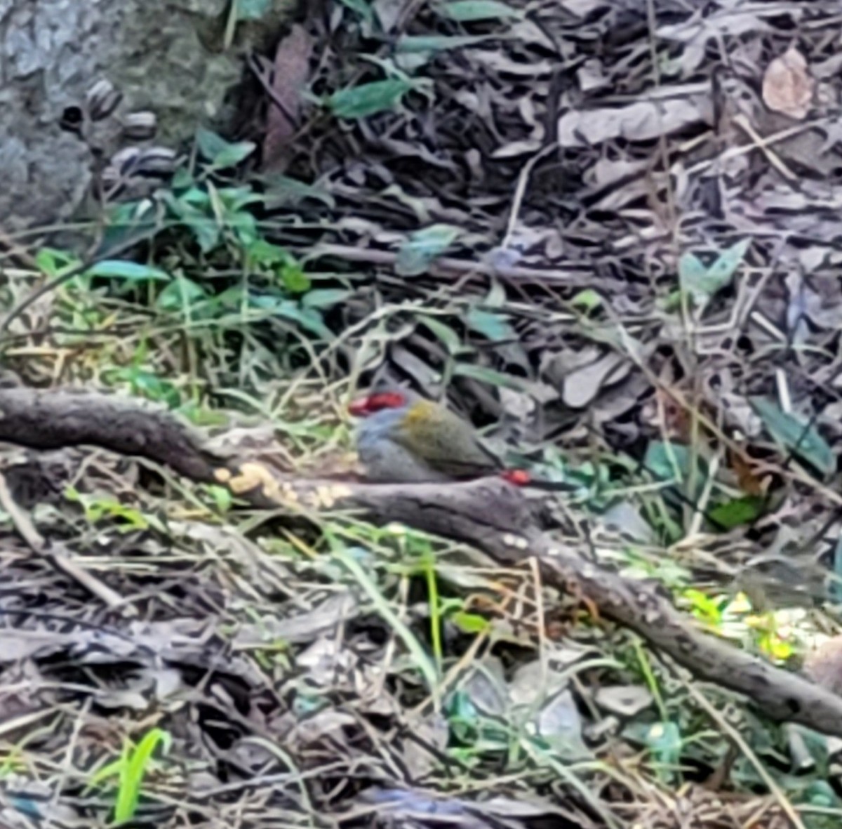 Red-browed Firetail - ML620873051