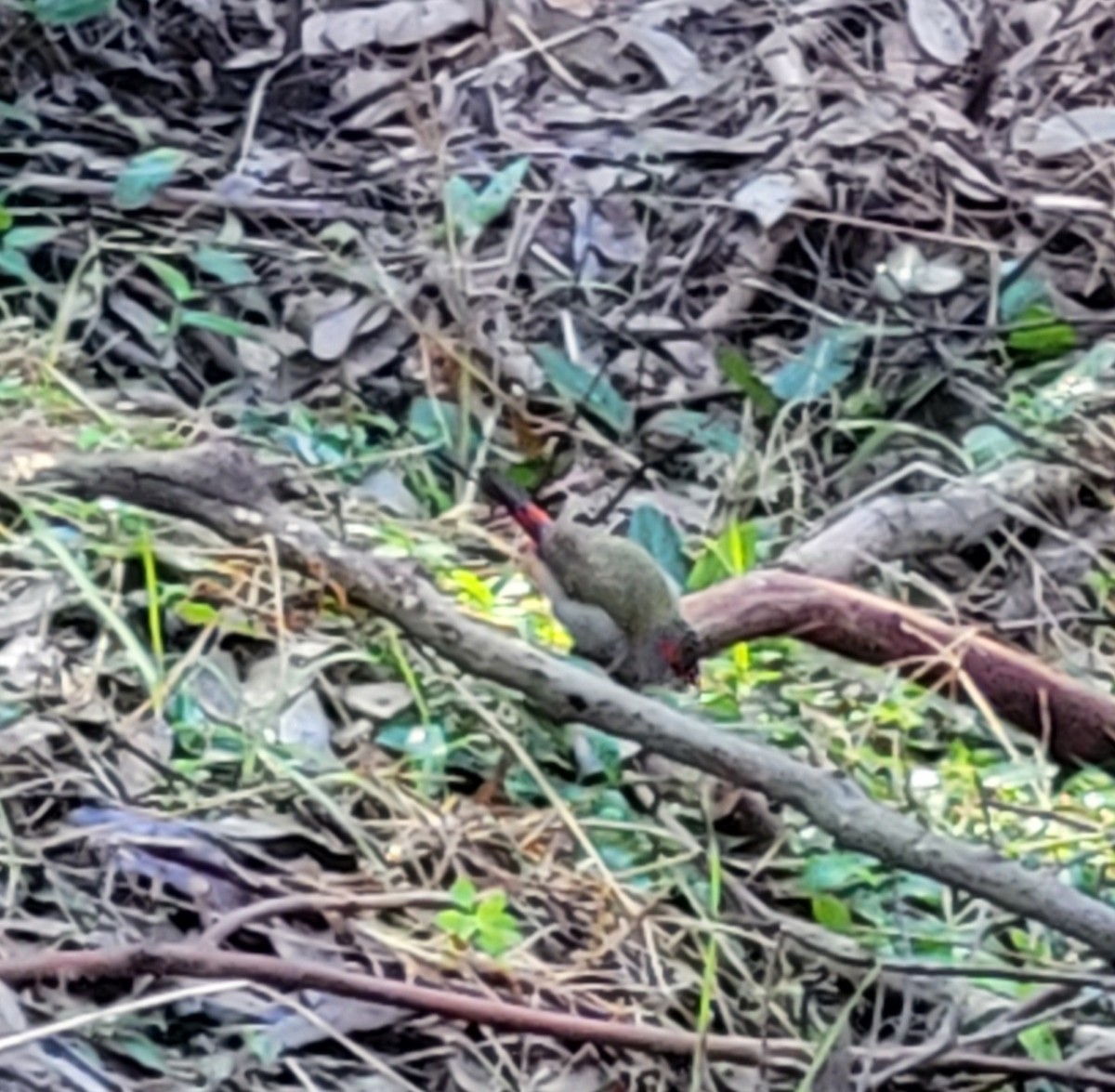 Red-browed Firetail - ML620873052