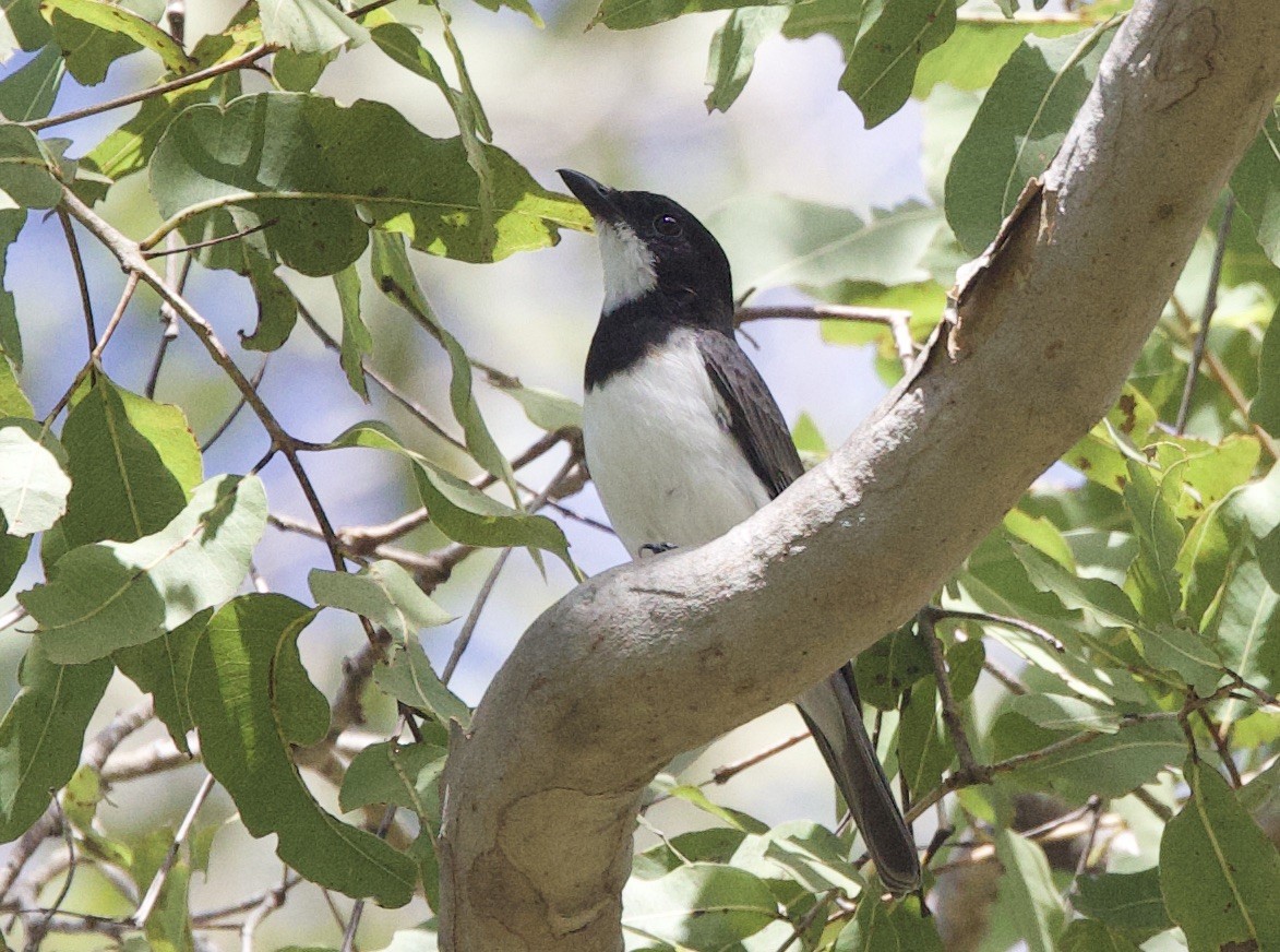 White-bellied Whistler - ML620873056