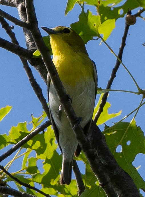 Viréo à gorge jaune - ML620873057