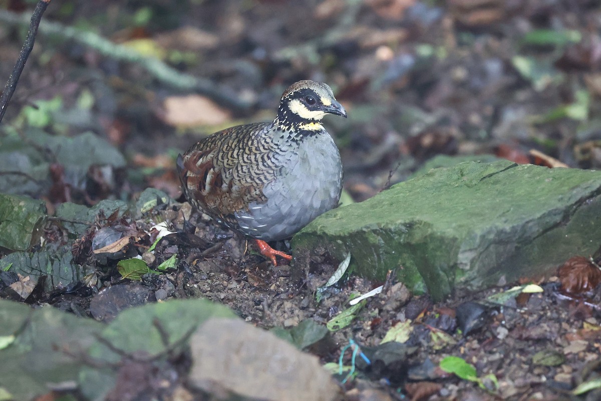 Taiwan Partridge - ML620873060