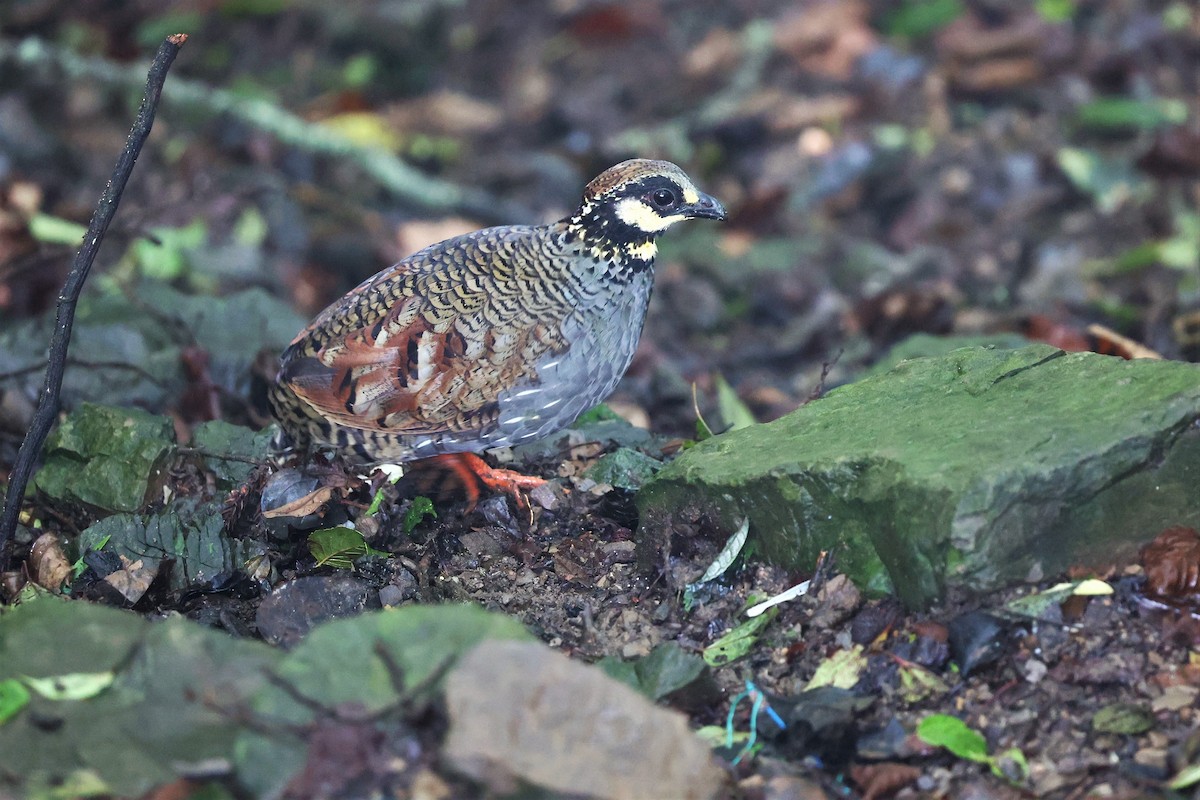 Taiwan Partridge - ML620873061