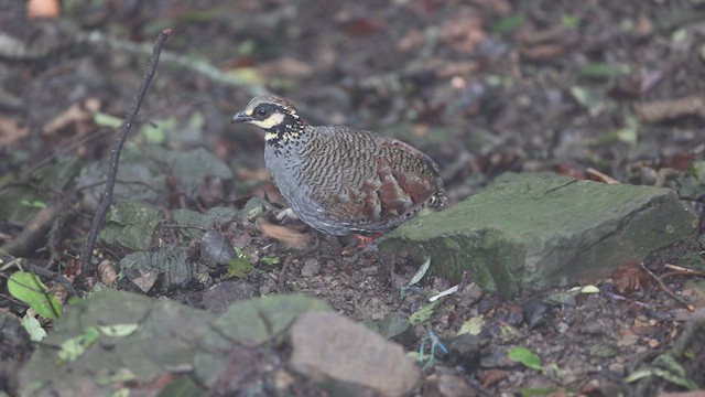 Taiwan Partridge - ML620873063