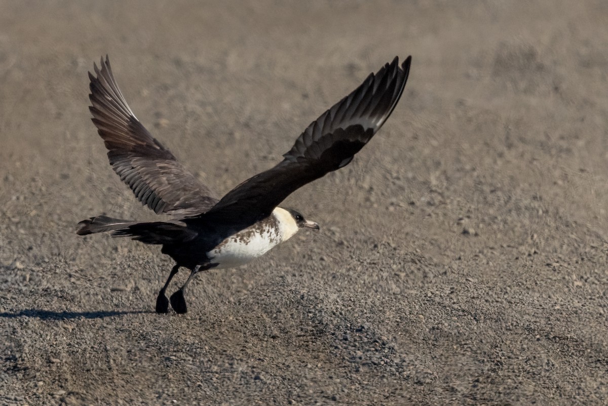 Pomarine Jaeger - ML620873069