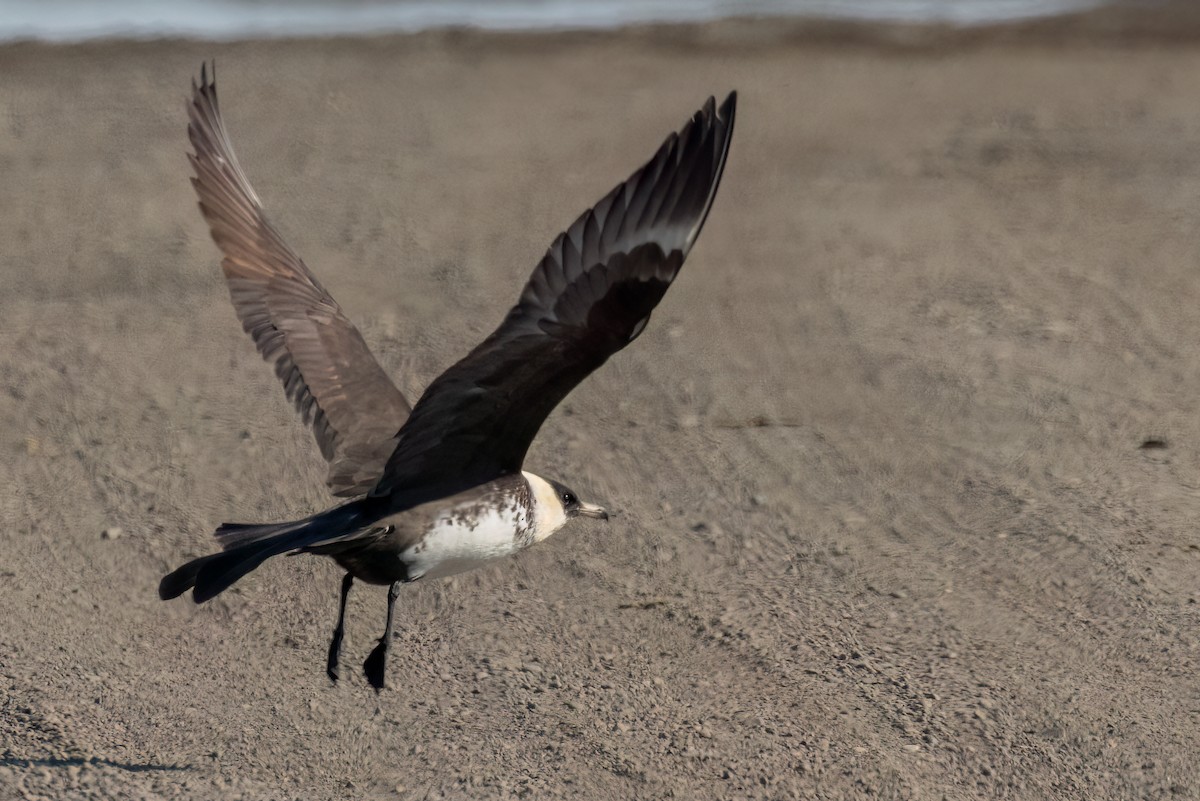 Pomarine Jaeger - ML620873070