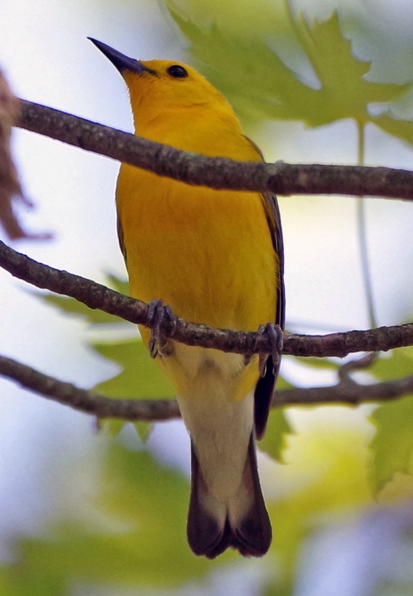 Prothonotary Warbler - ML620873073